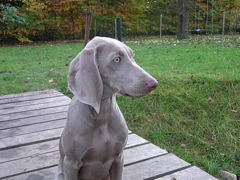 Weimaraner Asti - Asti 15 uger gammel billede 10