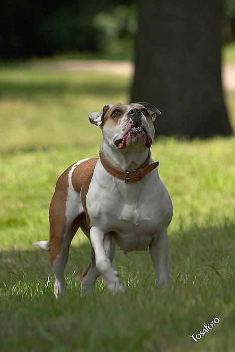 Amerikansk bulldog Lundahl's Bailey R.I.P. 18. december 2012 - Bailey 6 år gammel... Mit yndlingsbillede af hende...  billede 2