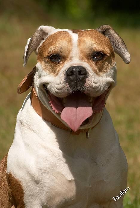 Amerikansk bulldog Lundahl's Bailey R.I.P. 18. december 2012 - Bailey 6 år gammel... billede 3