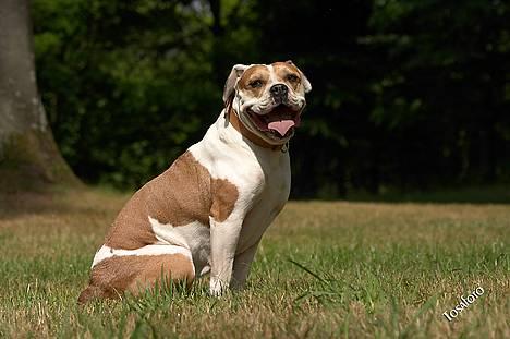 Amerikansk bulldog Lundahl's Bailey R.I.P. 18. december 2012 - Bailey 6 år gammel... billede 4