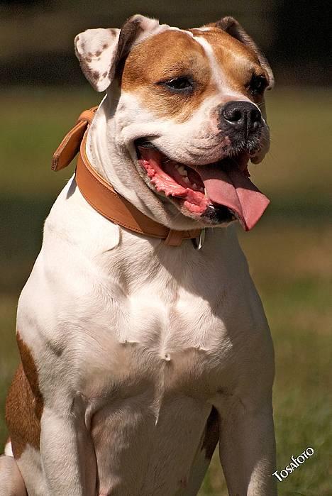 Amerikansk bulldog Lundahl's Bailey R.I.P. 18. december 2012 - Bailey 6 år gammel... billede 5