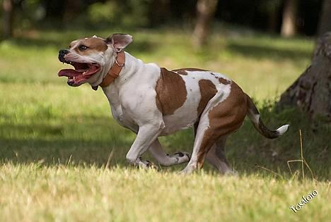 Amerikansk bulldog Lundahl's Bailey R.I.P. 18. december 2012 - Bailey 6 år gammel... billede 7