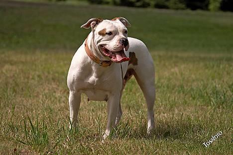 Amerikansk bulldog Kettner's Tequila R.I.P. 5/9 2011 billede 2