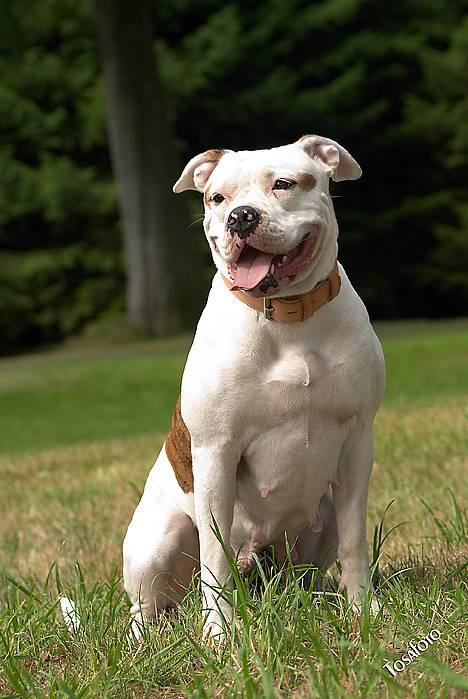 Amerikansk bulldog Kettner's Tequila R.I.P. 5/9 2011 billede 3