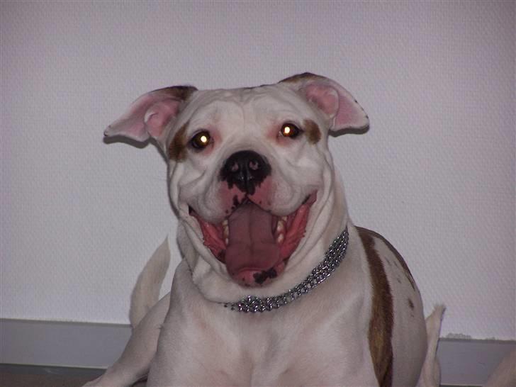 Amerikansk bulldog Kettner's Tequila R.I.P. 5/9 2011 - Sidste nye billede... taget november 2007...  billede 4