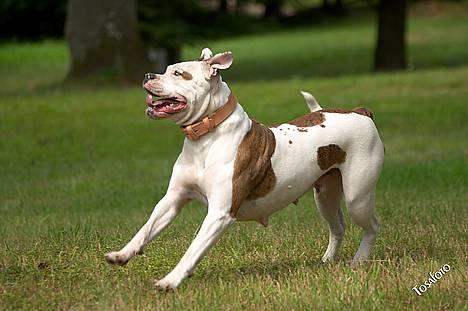 Amerikansk bulldog Kettner's Tequila R.I.P. 5/9 2011 billede 5