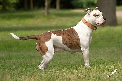 Amerikansk bulldog Kettner's Tequila R.I.P. 5/9 2011 - Jeps... Jeg er klar billede 6