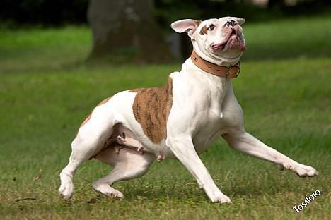 Amerikansk bulldog Kettner's Tequila R.I.P. 5/9 2011 - ..... og afsted det går billede 7