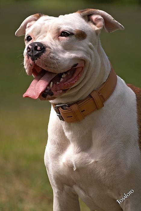 Amerikansk bulldog Kettner's Tequila R.I.P. 5/9 2011 billede 8