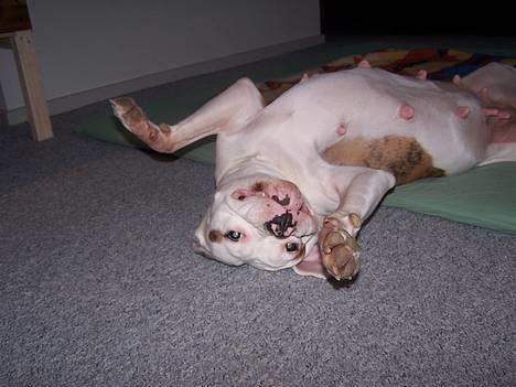 Amerikansk bulldog Kettner's Tequila R.I.P. 5/9 2011 - Hun er da ikke til at stå for vel? billede 9