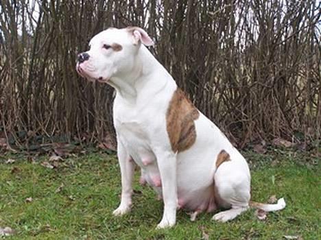 Amerikansk bulldog Kettner's Tequila R.I.P. 5/9 2011 - Tequila 8 uger inde i hendes graviditet - 3 april 2006 billede 10