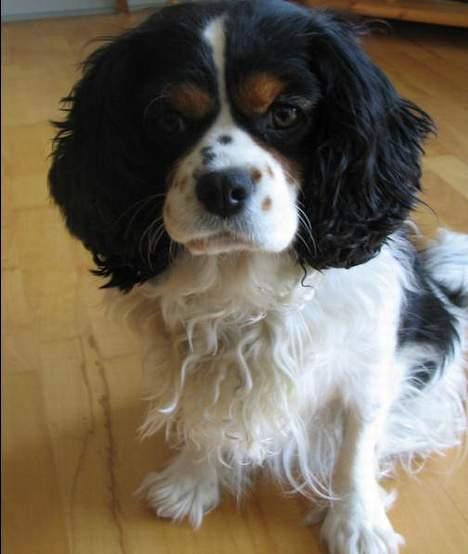 Cavalier king charles spaniel Sascha Malekit´s billede 1