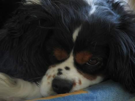 Cavalier king charles spaniel Sascha Malekit´s billede 2