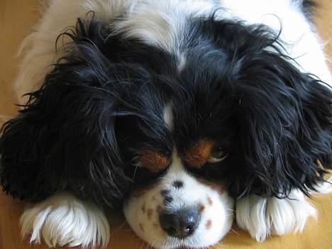 Cavalier king charles spaniel Sascha Malekit´s - Sascha der ligger dæk med hovedet med poterne billede 3