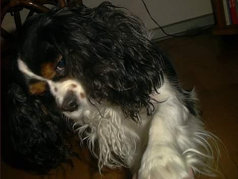 Cavalier king charles spaniel Sascha Malekit´s - Gi pote og Highfive kan hun osse billede 4