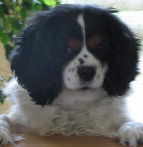Cavalier king charles spaniel Sascha Malekit´s billede 5