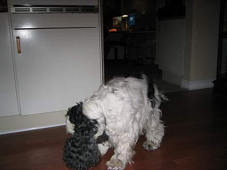 Cocker spaniel Valde - her er jeg på hunde-kiks-rov billede 1