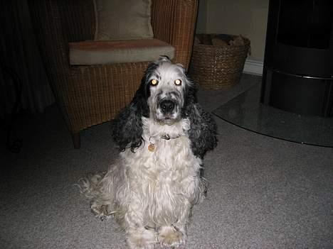 Cocker spaniel Valde - Her sidder jeg bare og kikker billede 2