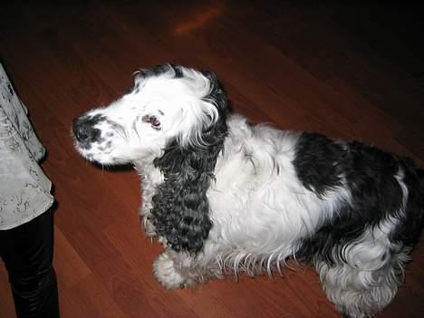 Cocker spaniel Valde - her kigger jeg om der falder noget mad ned billede 3