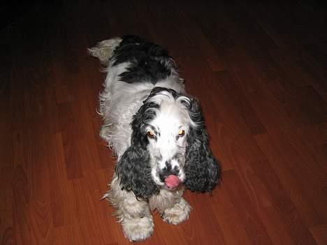 Cocker spaniel Valde - her har jeg fået en hunde-kiks. jeg er vild med hunde-kiks  billede 5