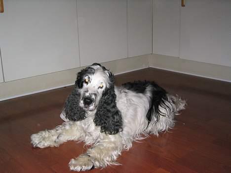 Cocker spaniel Valde - her slapper jeg af billede 6