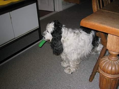 Cocker spaniel Valde - Her leger jeg med mit kødben og kikker ind i vores akvarium billede 4