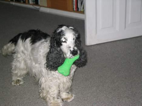 Cocker spaniel Valde - Her leger jeg stadig med sit kødben billede 7