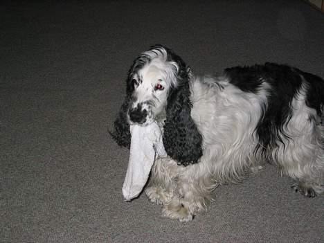 Cocker spaniel Valde - her leger jeg med en sok han har taget billede 8