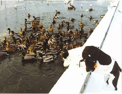 Blanding af racer Pletti (død) - ser på ænder billede 6