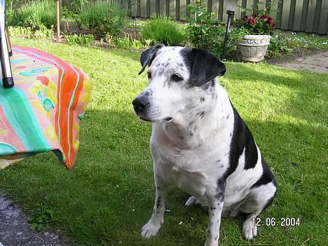 Blanding af racer Pletti (død) - klar til leg billede 7