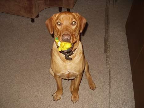 Blanding af racer Rynke - Her ser vi Rynke, han vil vist gerne lege! billede 1