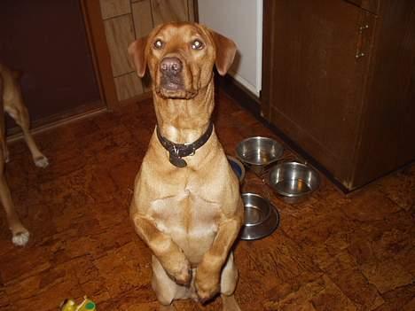 Blanding af racer Rynke - Tigge-prinsen RYNKE! billede 2