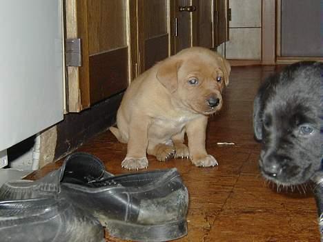 Blanding af racer Rynke - Rynke til venstre. Så kan I se hvorfor navnet blev Rynke... :) billede 3