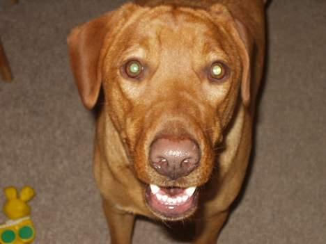 Blanding af racer Rynke - Hi Hi... CRAZY DOG! billede 5