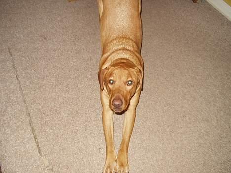 Blanding af racer Rynke - Også strækker vi os! billede 6