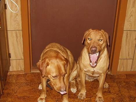 Blanding af racer Rynke - Nuki og Rynke, og Rynke er til højre... billede 7