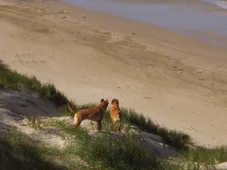 Blanding af racer Rynke - Rynke på stranden... billede 8