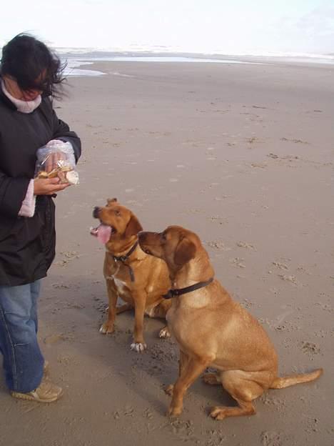 Blanding af racer Rynke - Igen på stranden. billede 9