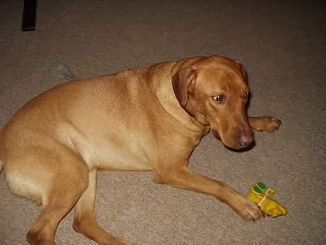 Blanding af racer Rynke - Rynke... billede 10