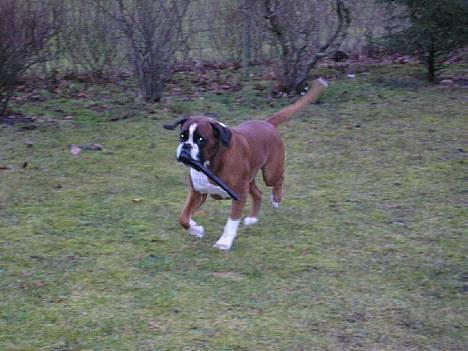 Boxer gizmo - Kom lad os lege igen igen igen billede 3