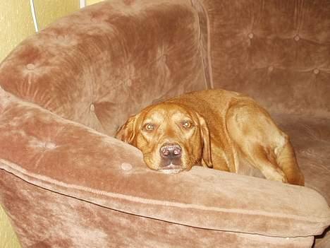 Labrador retriever Nuki - Navnet Nuki er grøndlansk og betyder stærk. billede 1