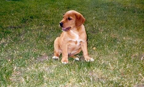 Labrador retriever Nuki - Nuki som hvalp billede 2