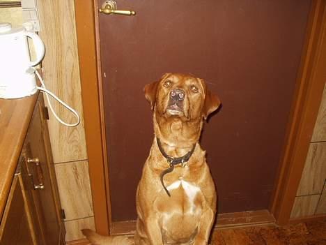 Labrador retriever Nuki - Tigge-prinsessen Nuki. billede 3