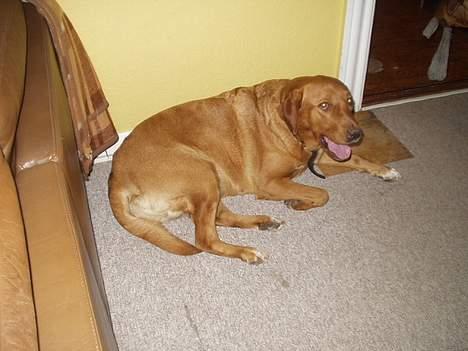 Labrador retriever Nuki billede 4