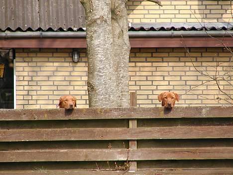 Labrador retriever Nuki - I haven. Nuki til venstre og Rynke til højre. billede 5