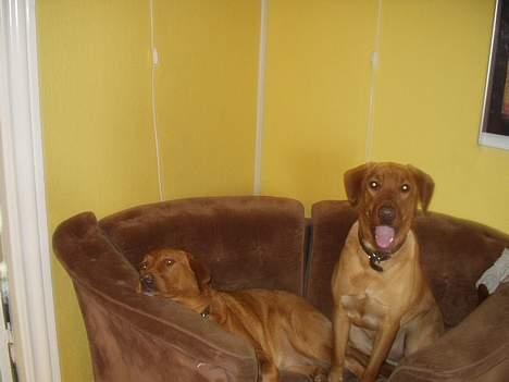 Labrador retriever Nuki - Nuki og Rynkes hel egen hundesofa.  billede 6