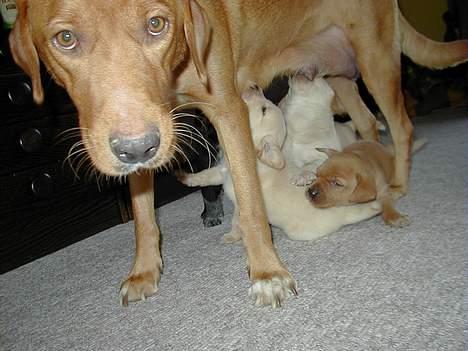 Labrador retriever Nuki - Nuki med sine hængende hvalpe. Hun ser træt ud...  billede 7