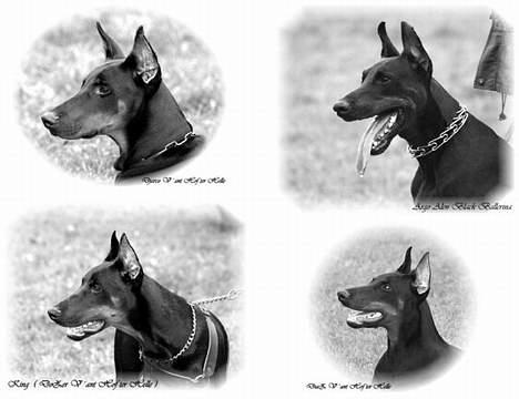 Dobermann Djarco billede 7