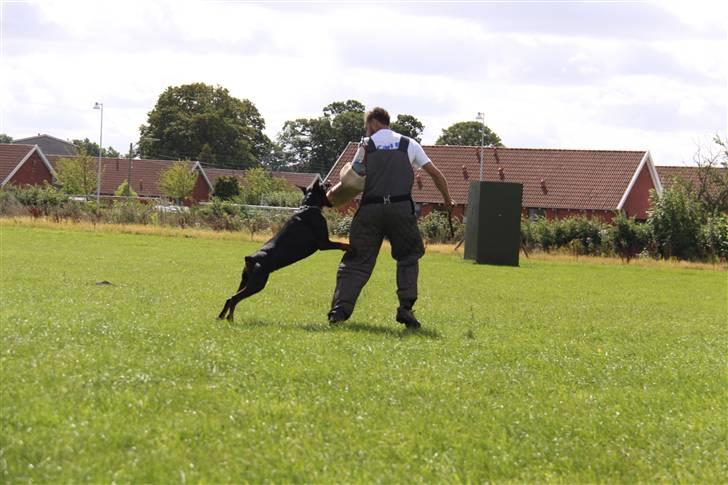 Dobermann Djarco billede 8