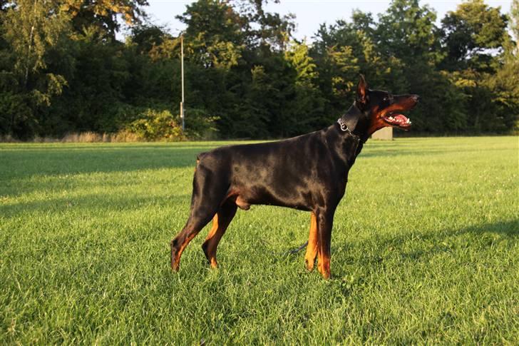 Dobermann Djarco billede 9